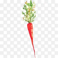 手绘胡萝卜-空若网 手绘胡萝卜-空若网