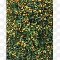 桔子树摄影-空若网 桔子树摄影-空若网