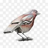 共混物插画创意口哨-空若网 共混物插画创意口哨-空若网