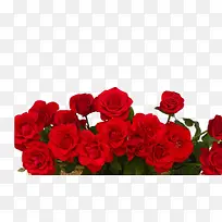 一簇玫瑰-空若网 一簇玫瑰-空若网