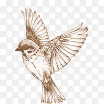 老鹰 翅膀 单色 手绘-空若网 老鹰 翅膀 单色 手绘-空若网