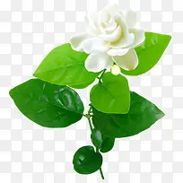 创意高清摄影白色的茉莉花-空若网 创意高清摄影白色的茉莉花-空若网