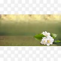 ���ϵİ�ɫ����-������