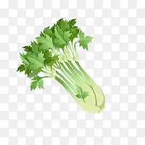 手绘芹菜-空若网 手绘芹菜-空若网