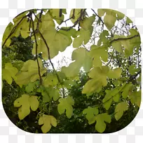 ��Ҷֲ��-���տ�Ҷ-������