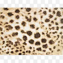 怀旧豹纹背景图案-空若网 怀旧豹纹背景图案-空若网