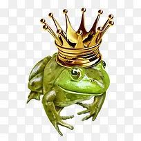 青蛙-空若网 青蛙-空若网