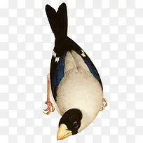 飞鸟创意禽类高清-空若网 飞鸟创意禽类高清-空若网