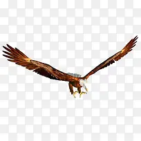 飞翔的老鹰-空若网 飞翔的老鹰-空若网