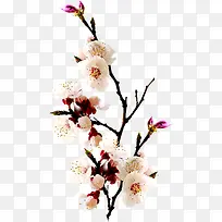 树枝上的白色花朵毛笔字-空若网 树枝上的白色花朵毛笔字-空若网