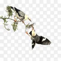 ֦ͷ�ϵ�С��-������