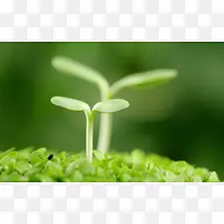 春天萌芽生长微距摄影-空若网 春天萌芽生长微距摄影-空若网