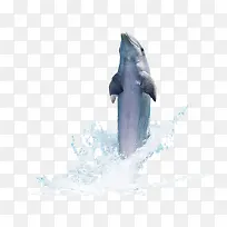 海豚-空若网 海豚-空若网