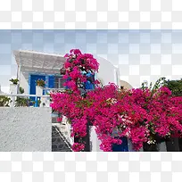 爱情海的三角梅-空若网 爱情海的三角梅-空若网