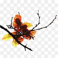 树叶-空若网 树叶-空若网