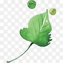 叶子-空若网 叶子-空若网