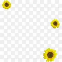 摄影活动海报黄色花朵效果-空若网 摄影活动海报黄色花朵效果-空若网