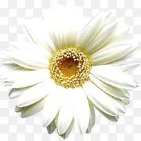 摄影海报活动白色花朵-空若网 摄影海报活动白色花朵-空若网