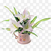 百合花盆栽-空若网 百合花盆栽-空若网