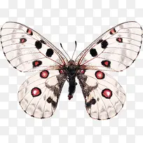 斑点蝴蝶-空若网 斑点蝴蝶-空若网