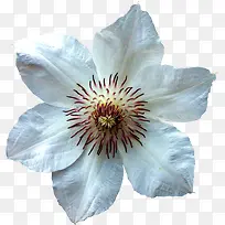 白色芍药花-空若网 白色芍药花-空若网