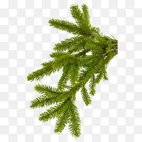 松树-空若网 松树-空若网