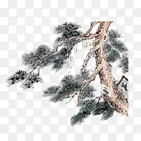 松树-空若网 松树-空若网