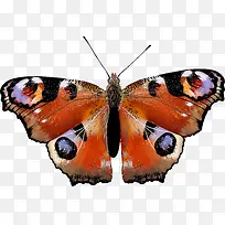 手绘蝴蝶-空若网 手绘蝴蝶-空若网