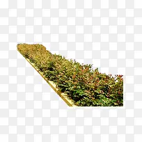 路边的草丛植物绿草-空若网 路边的草丛植物绿草-空若网