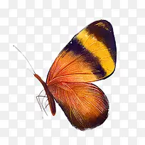 手绘橙色花纹蝴蝶-空若网 手绘橙色花纹蝴蝶-空若网