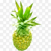 夏日植物水果菠萝头-空若网 夏日植物水果菠萝头-空若网