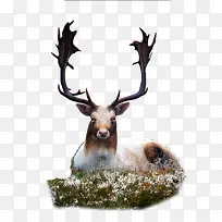 鹿茸鹿角动物-空若网 鹿茸鹿角动物-空若网