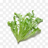 �߲˿�ղ�-������