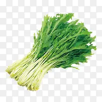 蔬菜苦菊-空若网 蔬菜苦菊-空若网