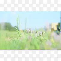 文艺青草花朵摄影图-空若网 文艺青草花朵摄影图-空若网