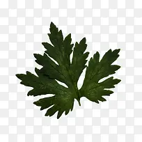 绿色艾叶草-空若网 绿色艾叶草-空若网