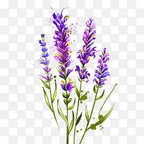 ��ɫ޹�²�-������