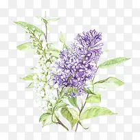 ×Ïɫ޹Ò²Ý-¿ÕÈôÍø ×Ïɫ޹Ò²Ý-¿ÕÈôÍø