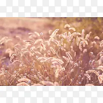 ��β�Ͳݷ羰-������