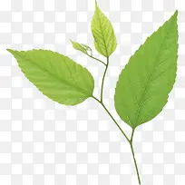 浅绿色叶子树枝植物叶子-空若网 浅绿色叶子树枝植物叶子-空若网