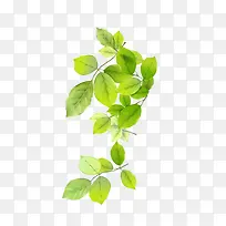 浅绿色叶子树枝-空若网 浅绿色叶子树枝-空若网