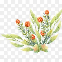 手绘花草插画-空若网 手绘花草插画-空若网