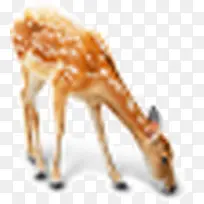 吃草的梅花鹿-空若网 吃草的梅花鹿-空若网