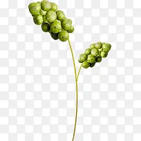 成串水果无花果素材-空若网 成串水果无花果素材-空若网