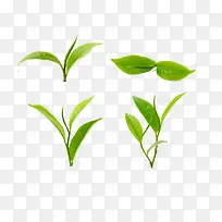 ������ɫ��֦Ҷ-������