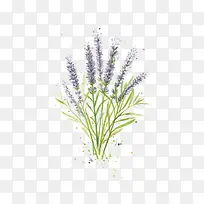 水彩薰衣草-空若网 水彩薰衣草-空若网