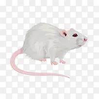 白色大老鼠-空若网 白色大老鼠-空若网