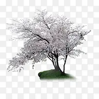 满树桃花-空若网 满树桃花-空若网