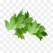 矢量芹菜叶子-空若网 矢量芹菜叶子-空若网