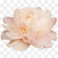 ��ҩ��ɫ��ҩ����-������